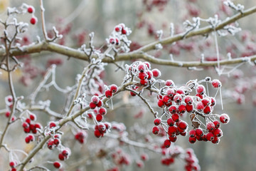 Frosted hawthorn berries in the garden.