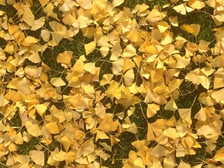 Tapis de feuilles de ginkgo