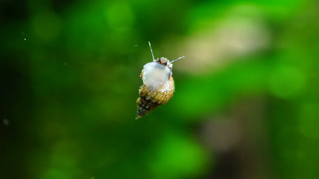 aquarium snail swimming in a large aquarium