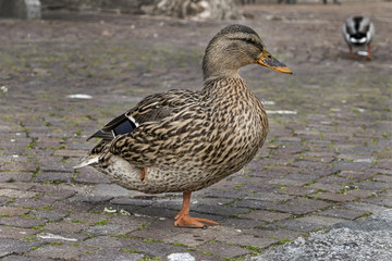 Anatra