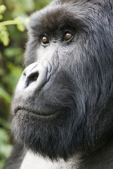 Silverback gorilla in Rwanda