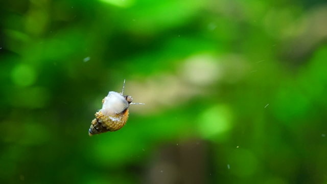 aquarium snail swimming in a large aquarium