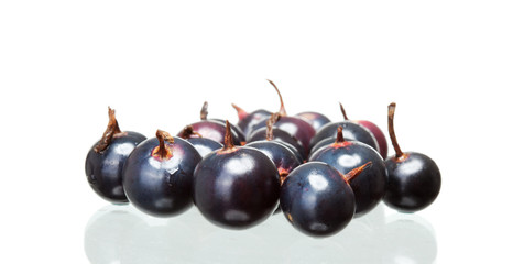 black currant with shadow isolated on white background