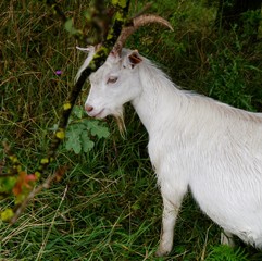 Ziege knabbert Grünzeug