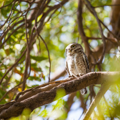 Collared Owlet
