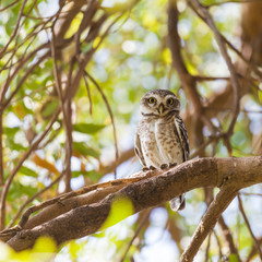 Collared Owlet