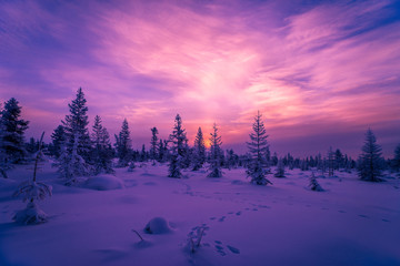 Fototapeta na wymiar Winter landscape with forest, cloudy sky and sunset 