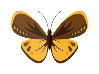 Colored cartoon butterfly vector isolated on white background. 