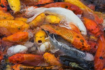 Koi Karpfen