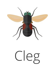 Cleg skin parasite insect bug . 
