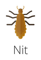 Nit skin parasite insect bug . 