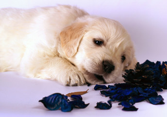 cute golden retriever puppy  resting