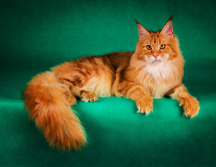  portrait of red maine coon cat on green background