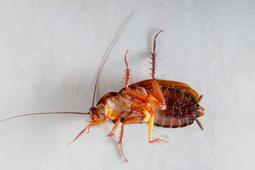 The dirty cockroach on the floor