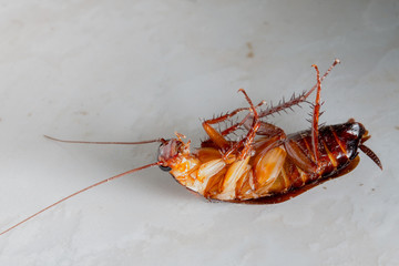 The dirty cockroach on the floor