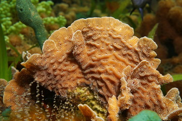 Underwater marine life, thin leaf lettuce coral, Agaricia tenuifolia, close-up, Caribbean sea