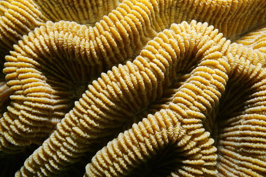 Sea life, ridges of boulder brain coral, Colpophyllia natans, close-up, Caribbean sea