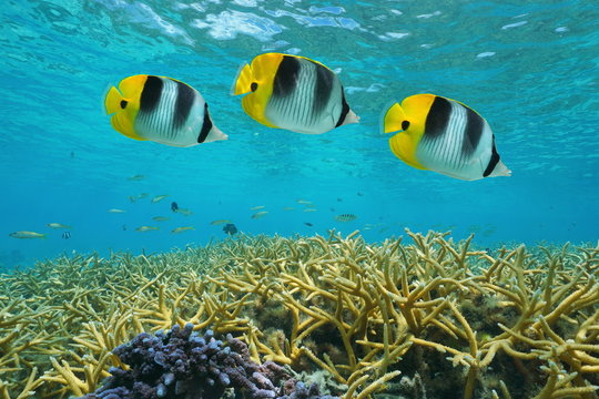 Tropical fish double-saddle butterflyfish over staghorn coral, underwater in the lagoon, Pacific ocean, Huahine, French Polynesia