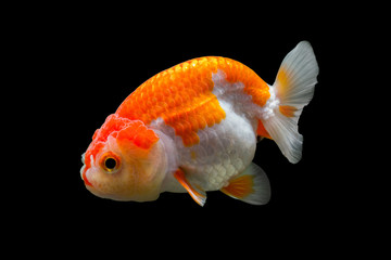 goldfish isolated on black background. File contains a clipping path.