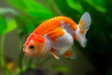 Goldfish in an aquarium