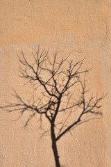 Tree silhouettte