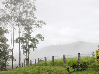 Fototapeta na wymiar Eucalyptus tree, rustic fence and approaching rain near Macksvil