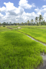 Agriculture paddy hill with cloudy skies