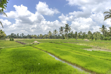 Agriculture paddy hill with cloudy skies