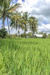 Fototapeta premium Agriculture paddy hill with cloudy skies