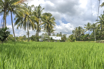 Agriculture paddy hill with cloudy skies