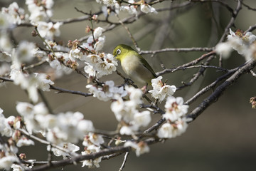 白梅とメジロ