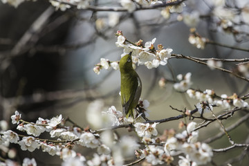 白梅とメジロ