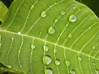 Rain drops on green leaf near Macksville
