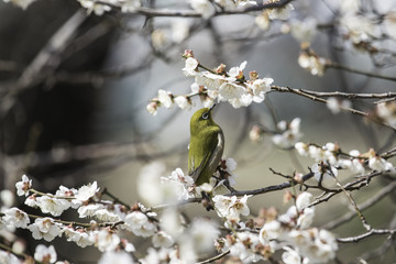 白梅とメジロ