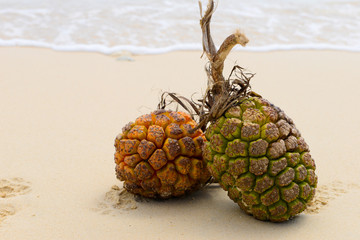 砂浜と南国イメージ,沖縄のアダンの実