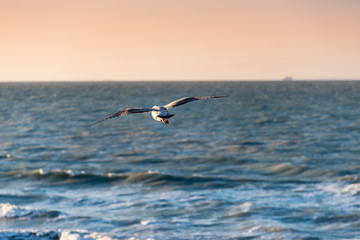 Fototapeta na wymiar Herring gull