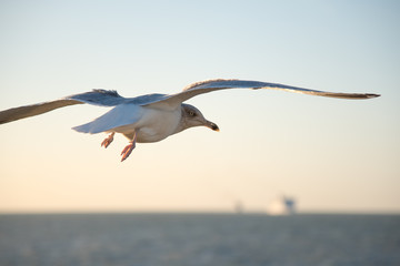 Herring gull