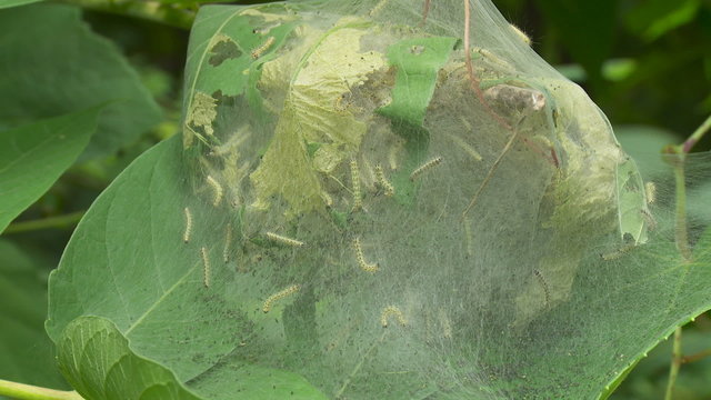 Fall Webworm Moth (Hyphantria cunea) Caterpillars 1