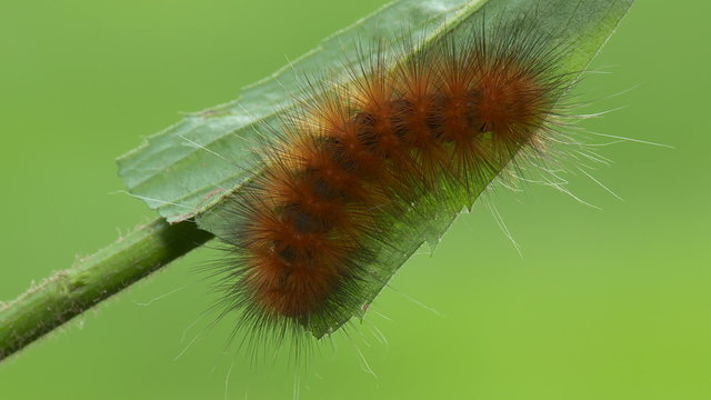Virginia Tiger Moth (Spilosoma virginica) Caterpillar 2