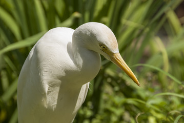 Great Egret - A bird Great Egret on grass ground