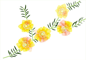Portulaca flower, cute yellow flowers with leaves for object or background card,vector illustration