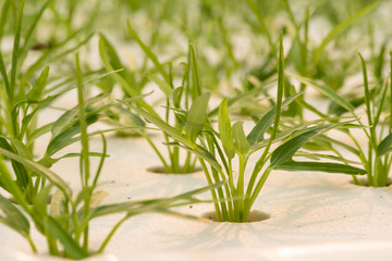 Hydroponics vegetable in farm, morning glory