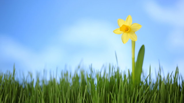 Daffodil flower in grass with moving clouds
