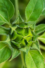 Sunflower bud