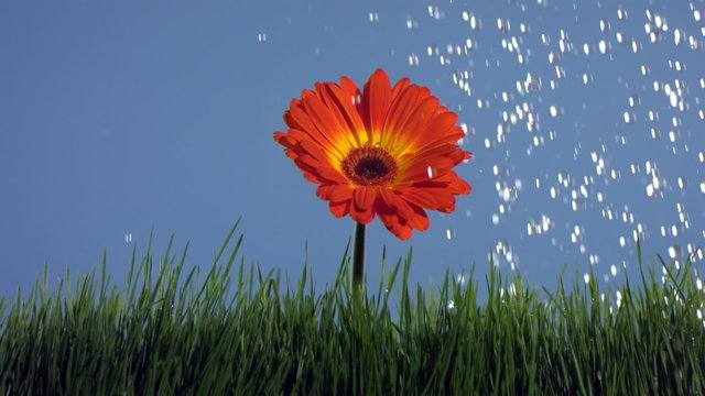 Watering a flower, slow motion