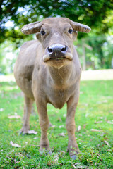 Asian water buffalo on the field