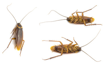 Closeup cockroach collection isolated on a white background
