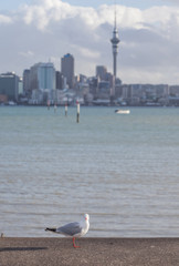 Focus on lone seagull bird with blurred background of Auckland's