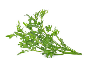 Coriander bunch isolated on white background