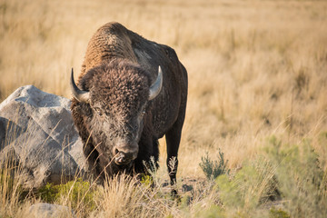 A male bison grazes on grasslands near Great Salt Lake, Utah.
